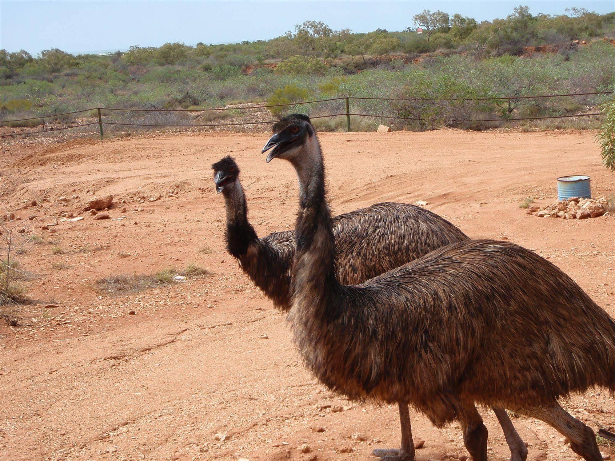 Ningaloo Bed And Breakfast 埃克斯茅斯 外观 照片